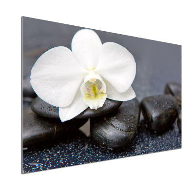 Cooker splashback Orchid