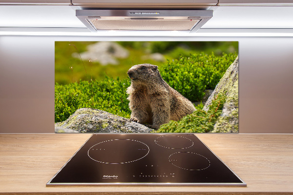 Kitchen splashback Tatra marmot