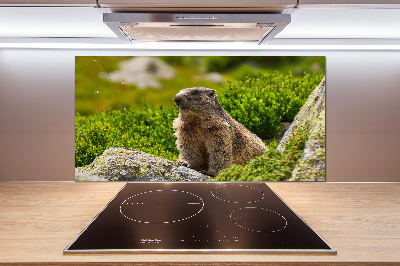 Kitchen splashback Tatra marmot