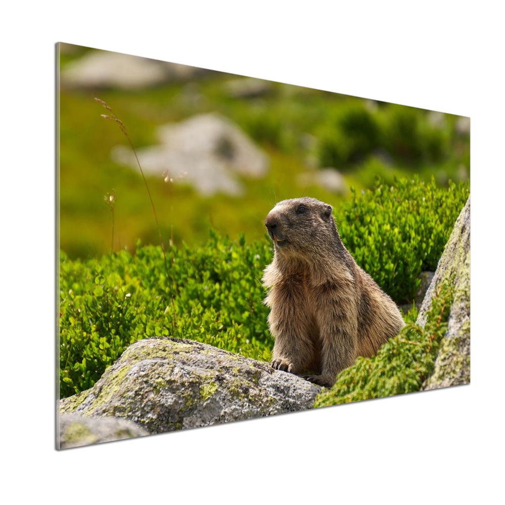 Kitchen splashback Tatra marmot