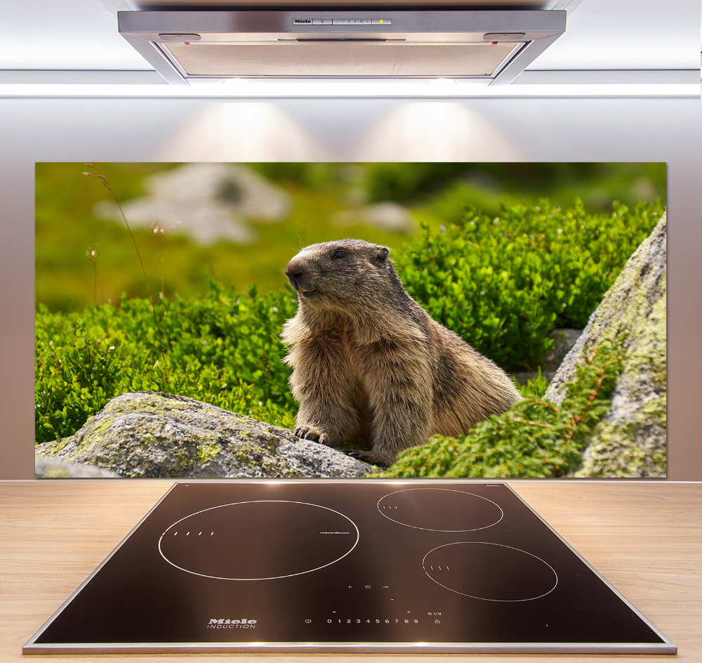 Kitchen splashback Tatra marmot