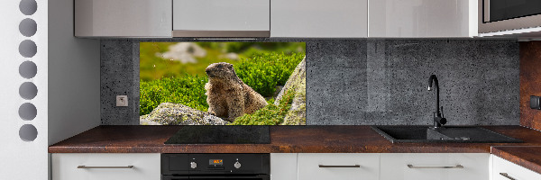 Kitchen splashback Tatra marmot