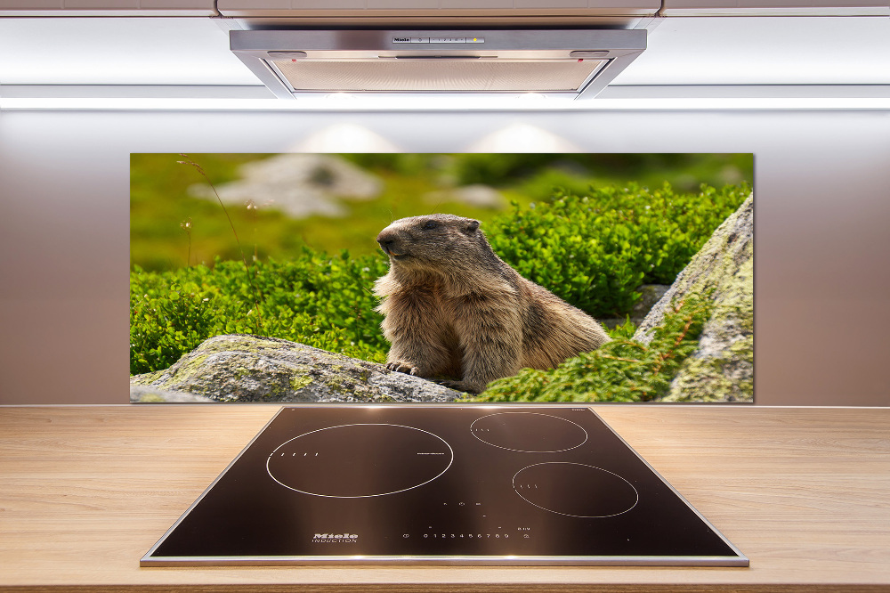 Kitchen splashback Tatra marmot