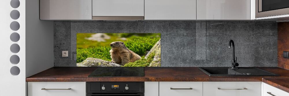 Kitchen splashback Tatra marmot