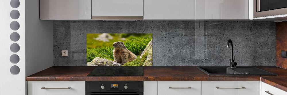 Kitchen splashback Tatra marmot