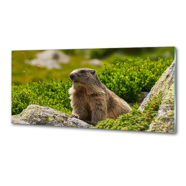 Kitchen splashback Tatra marmot