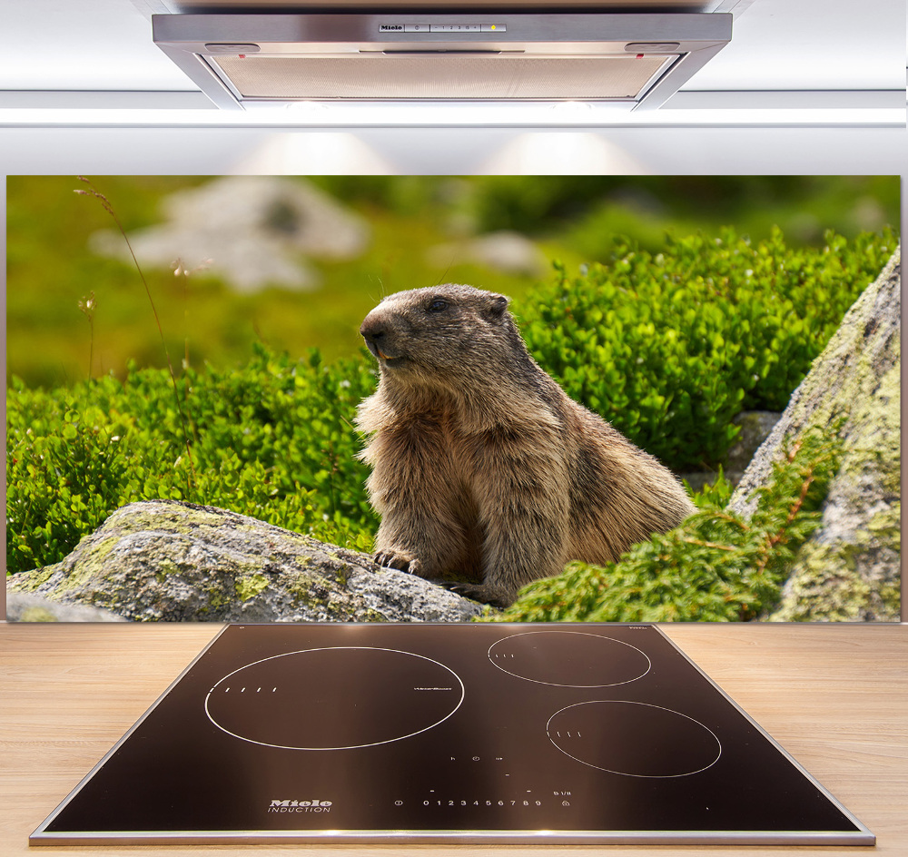 Kitchen splashback Tatra marmot