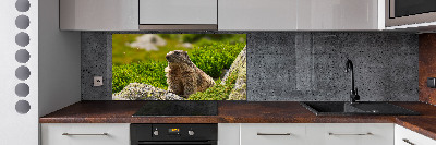 Kitchen splashback Tatra marmot