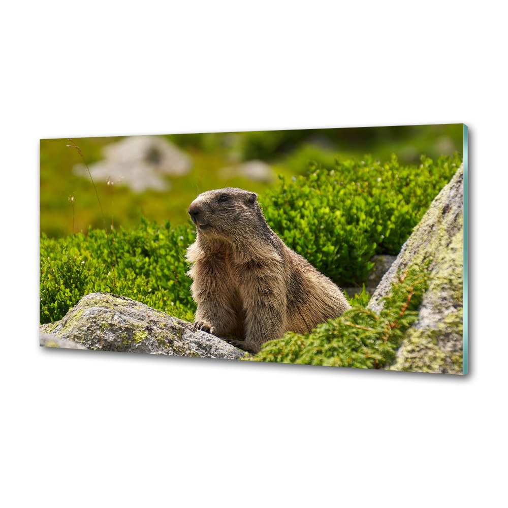 Kitchen splashback Tatra marmot