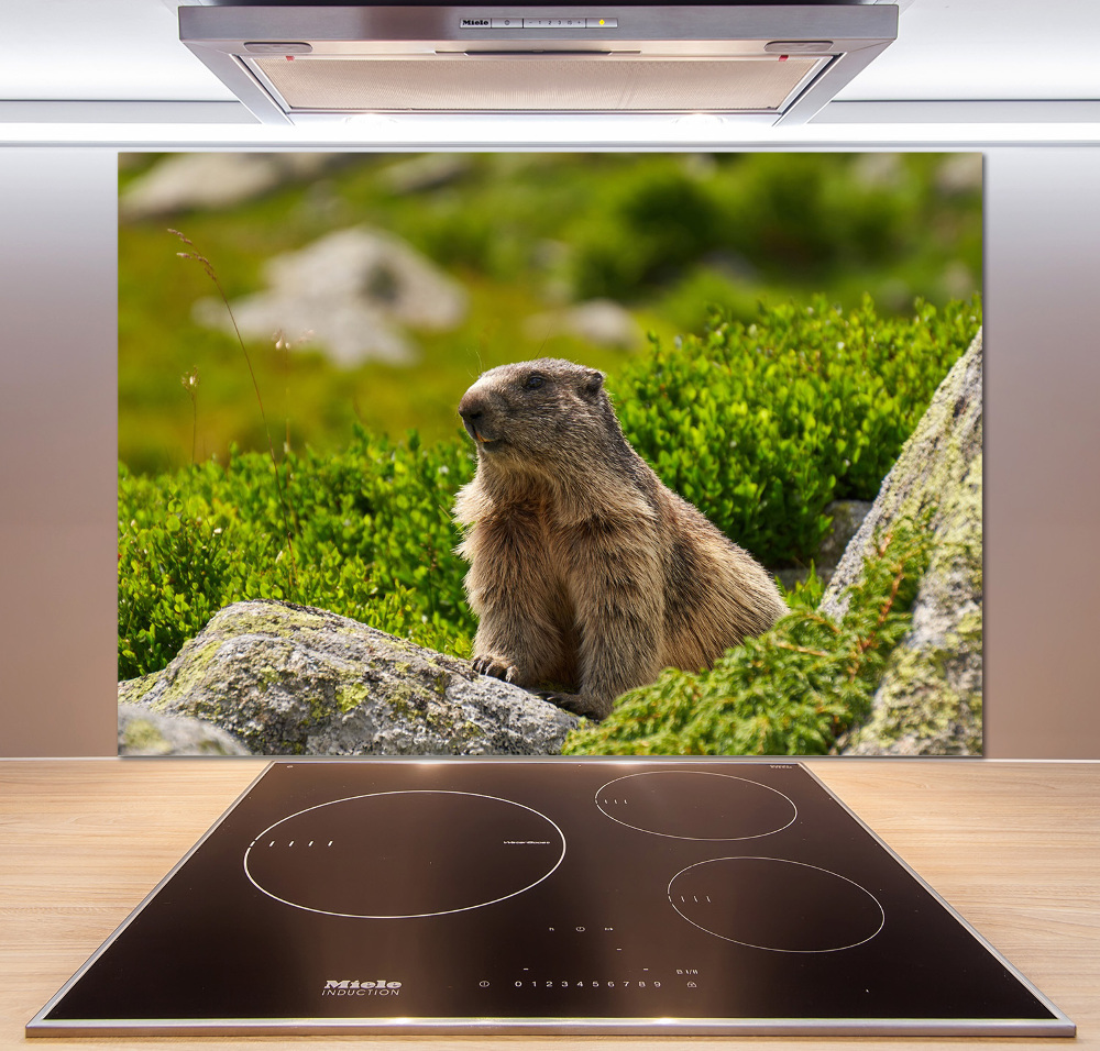 Kitchen splashback Tatra marmot