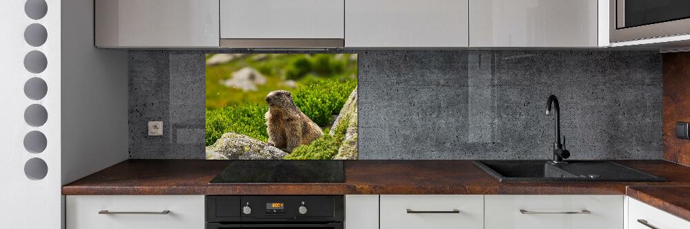 Kitchen splashback Tatra marmot