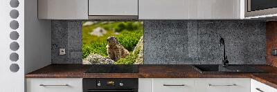 Kitchen splashback Tatra marmot