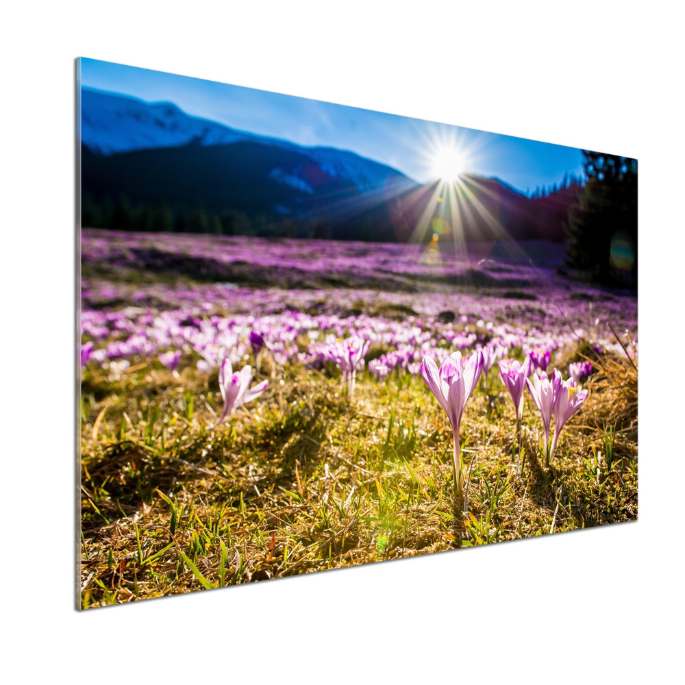 Cooker splashback Crocuses in the clearing