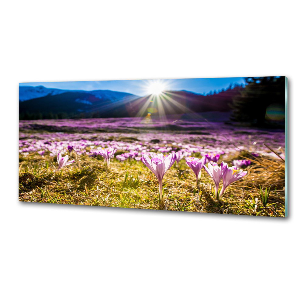 Cooker splashback Crocuses in the clearing