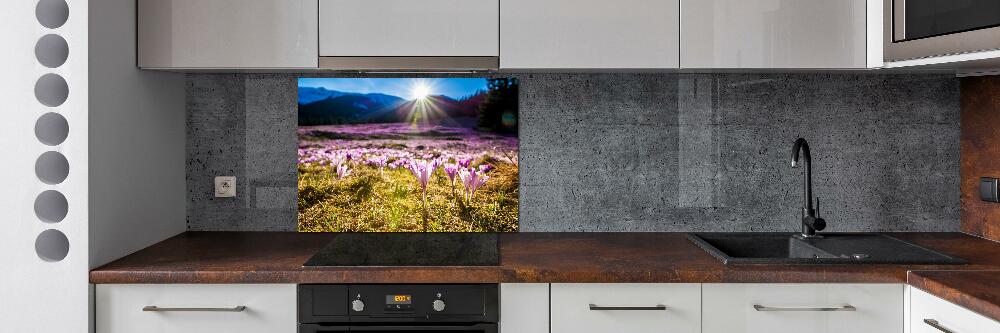 Cooker splashback Crocuses in the clearing