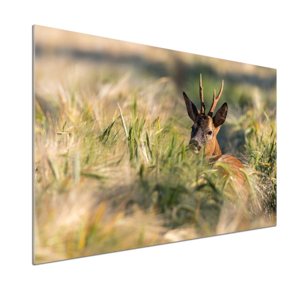 Kitchen splashback Deer in the field