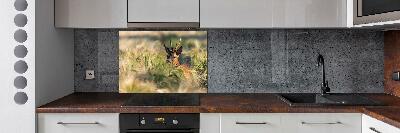 Kitchen splashback Deer in the field