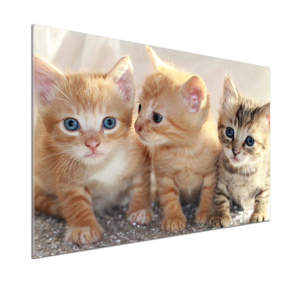 Glass splashback Little cats