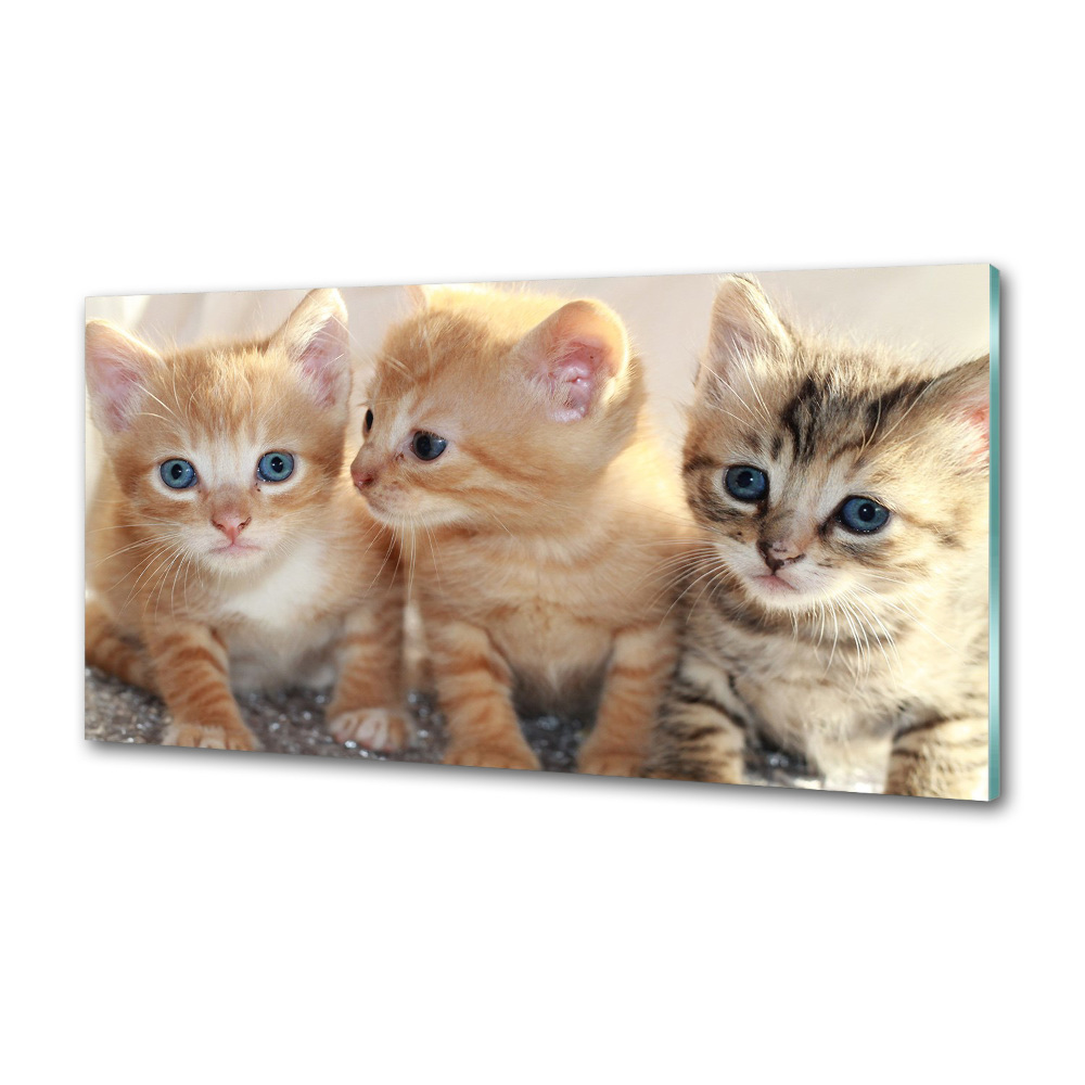 Glass splashback Little cats