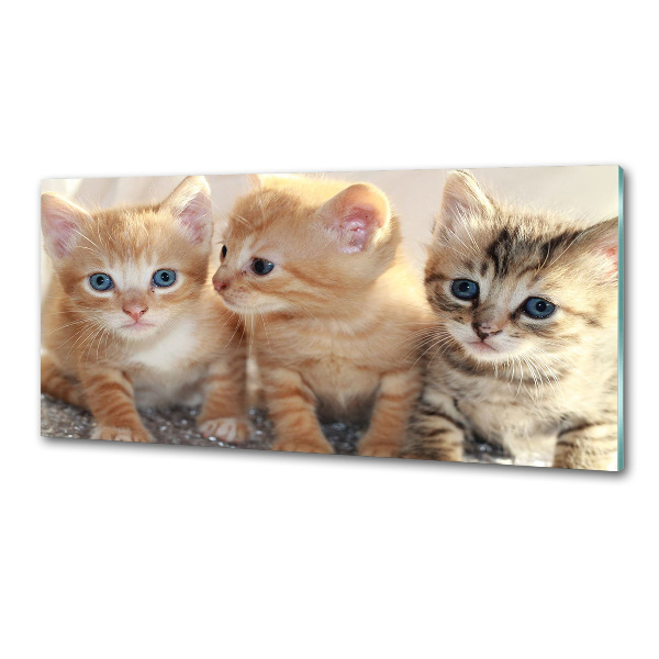 Glass splashback Little cats