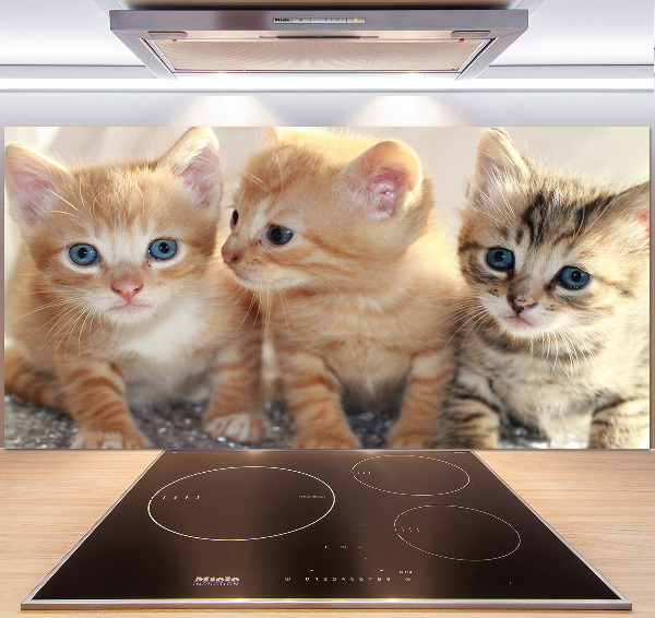 Glass splashback Little cats