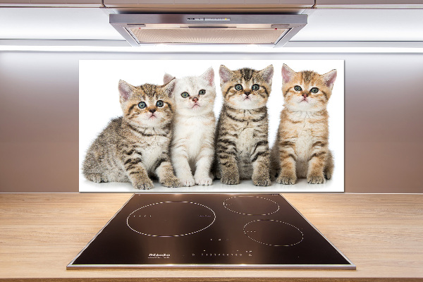 Glass splashback Little cats