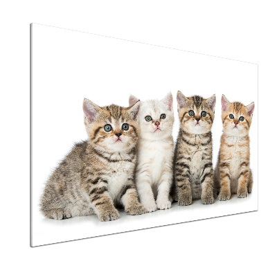 Glass splashback Little cats