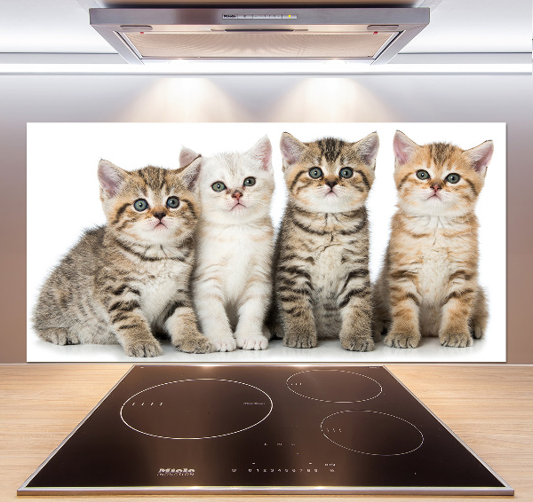 Glass splashback Little cats