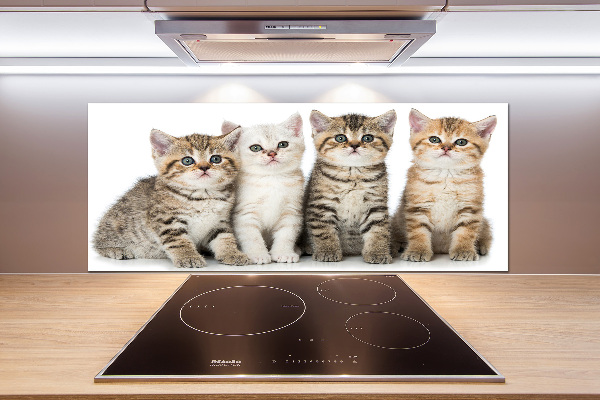 Glass splashback Little cats