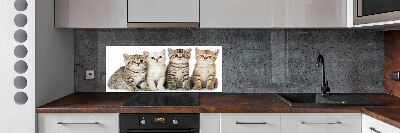 Glass splashback Little cats