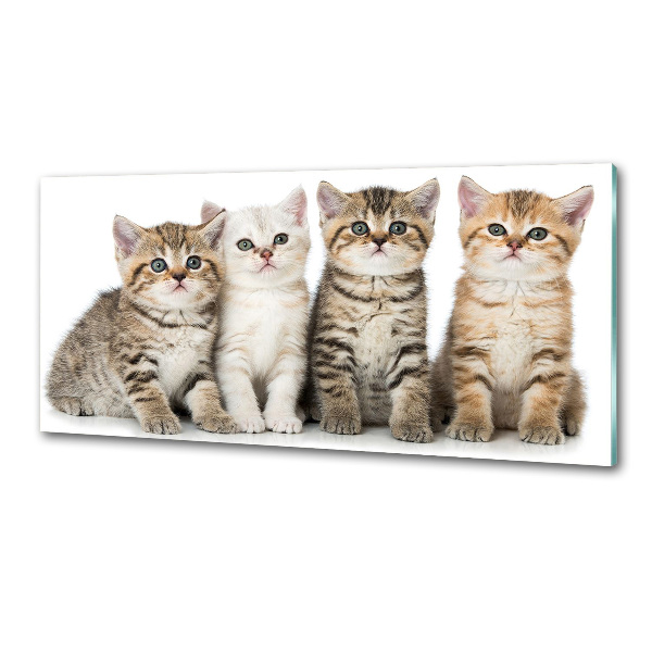 Glass splashback Little cats