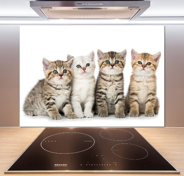 Glass splashback Little cats