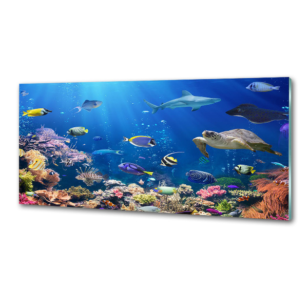 Kitchen wall panels Coral reef