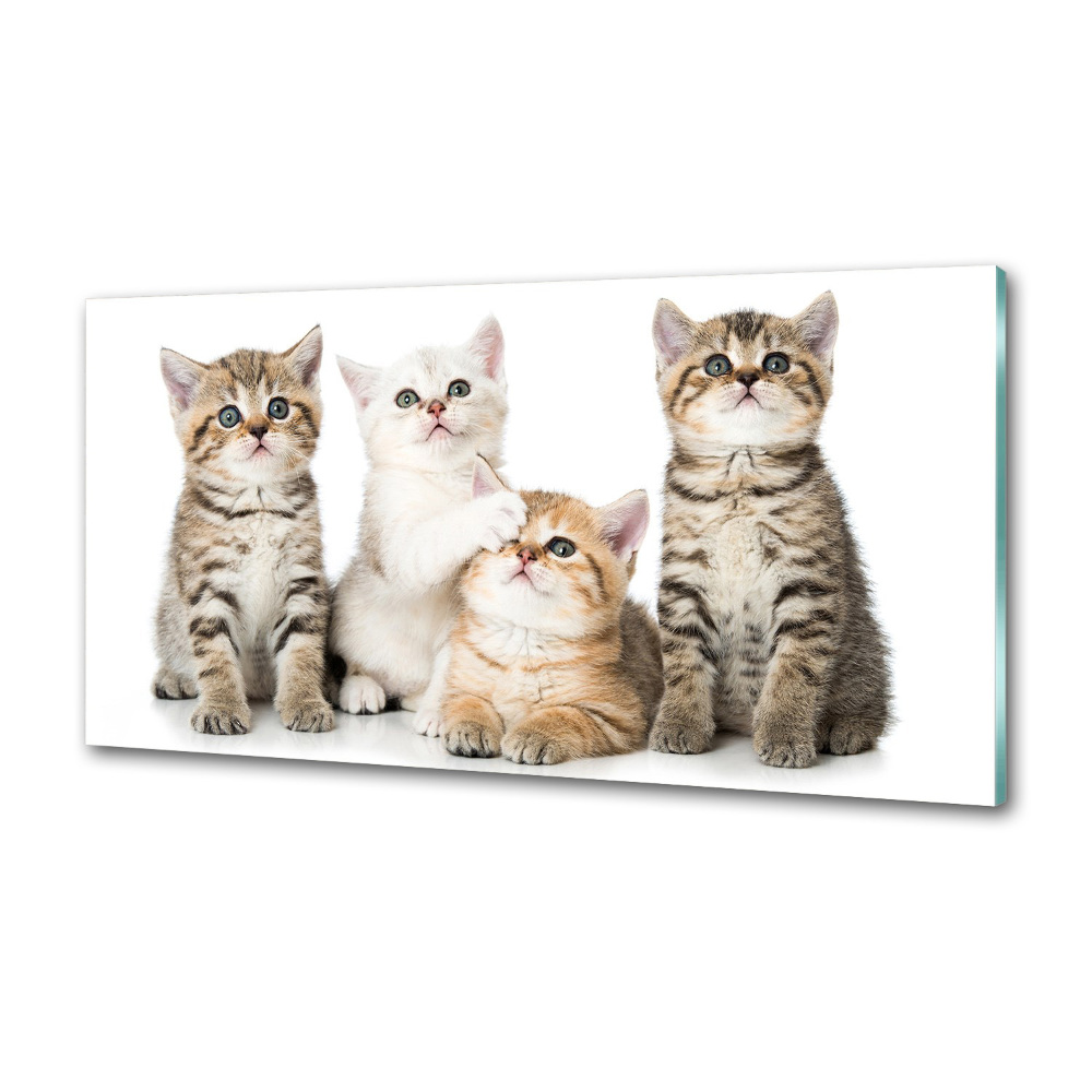 Kitchen wall panels Little cats