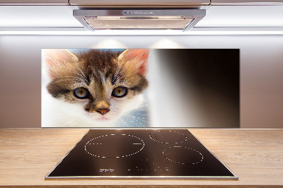 Splashback panel for kitchen Small cat