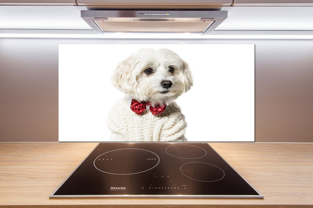 Cooker splashback Maltese in a bow tie