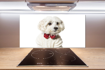 Cooker splashback Maltese in a bow tie