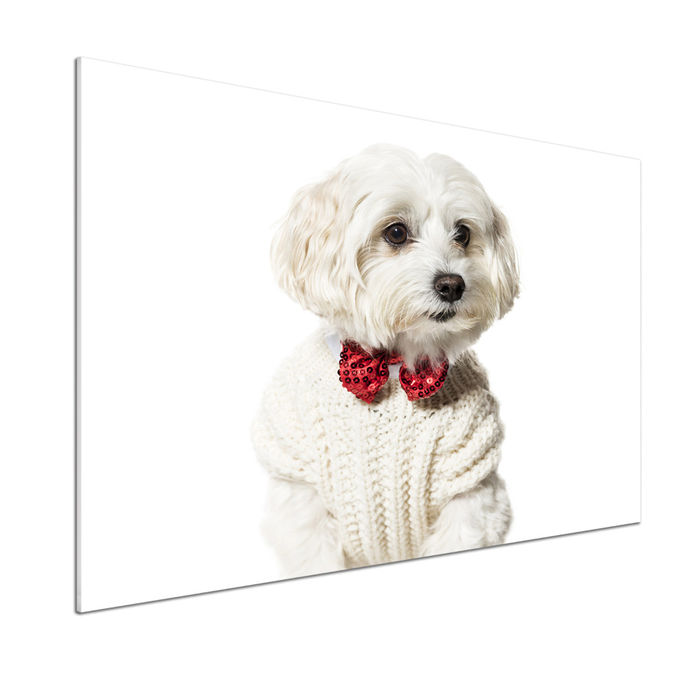 Cooker splashback Maltese in a bow tie