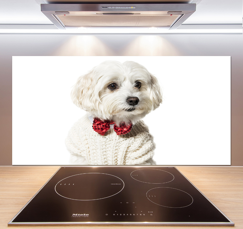 Cooker splashback Maltese in a bow tie