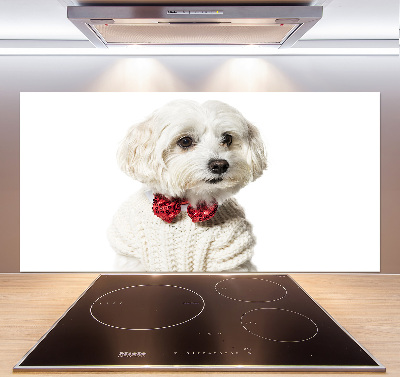 Cooker splashback Maltese in a bow tie