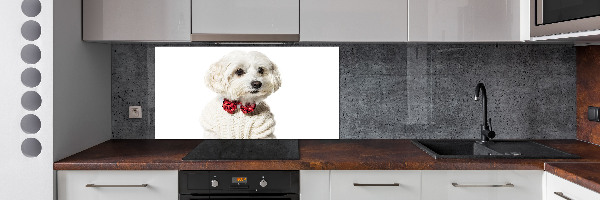 Cooker splashback Maltese in a bow tie