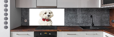 Cooker splashback Maltese in a bow tie