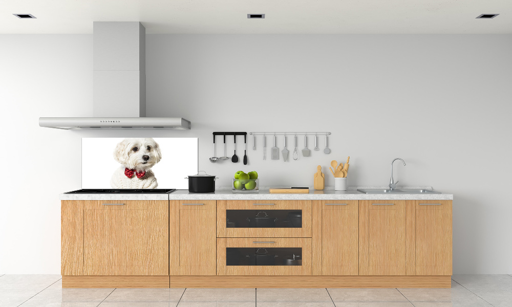 Cooker splashback Maltese in a bow tie