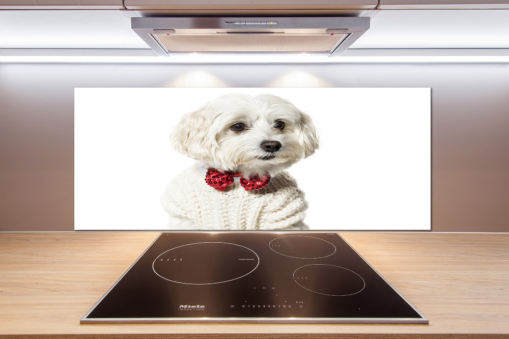 Cooker splashback Maltese in a bow tie