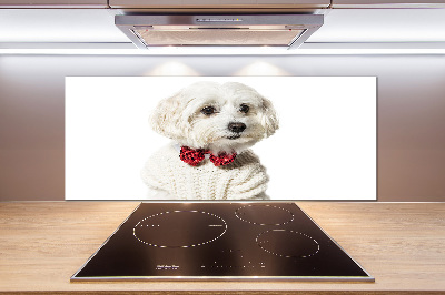 Cooker splashback Maltese in a bow tie