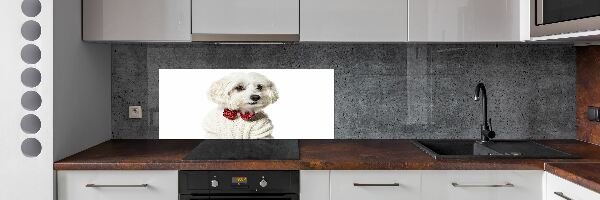 Cooker splashback Maltese in a bow tie