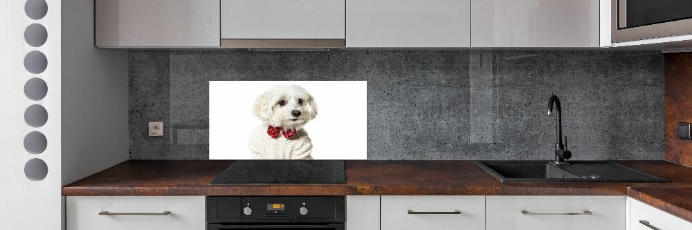 Cooker splashback Maltese in a bow tie