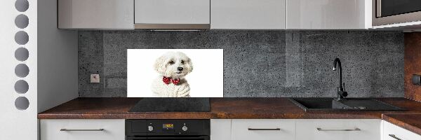 Cooker splashback Maltese in a bow tie