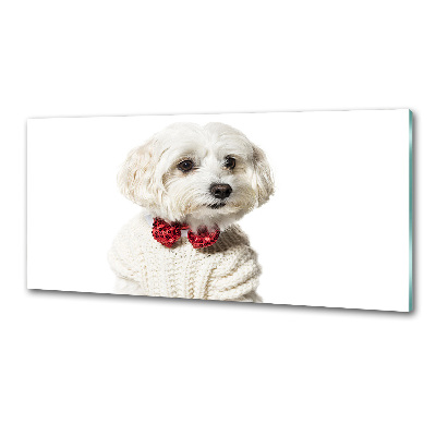 Cooker splashback Maltese in a bow tie