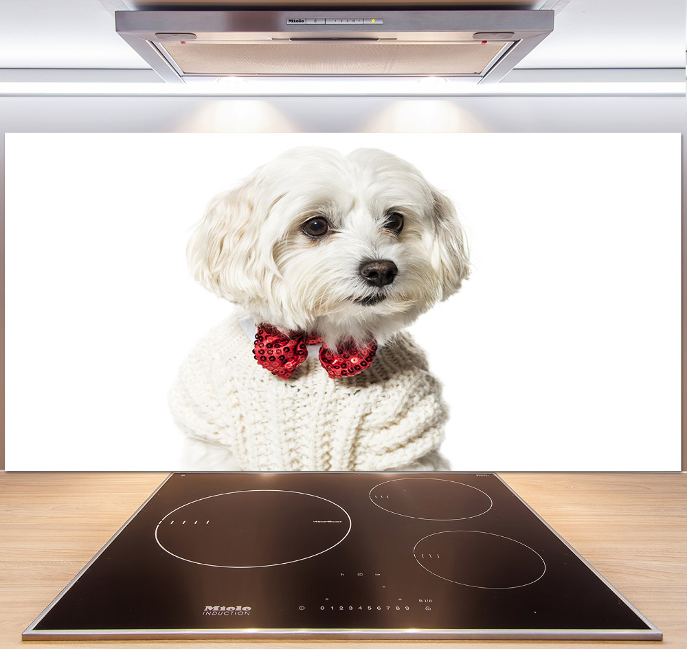 Cooker splashback Maltese in a bow tie